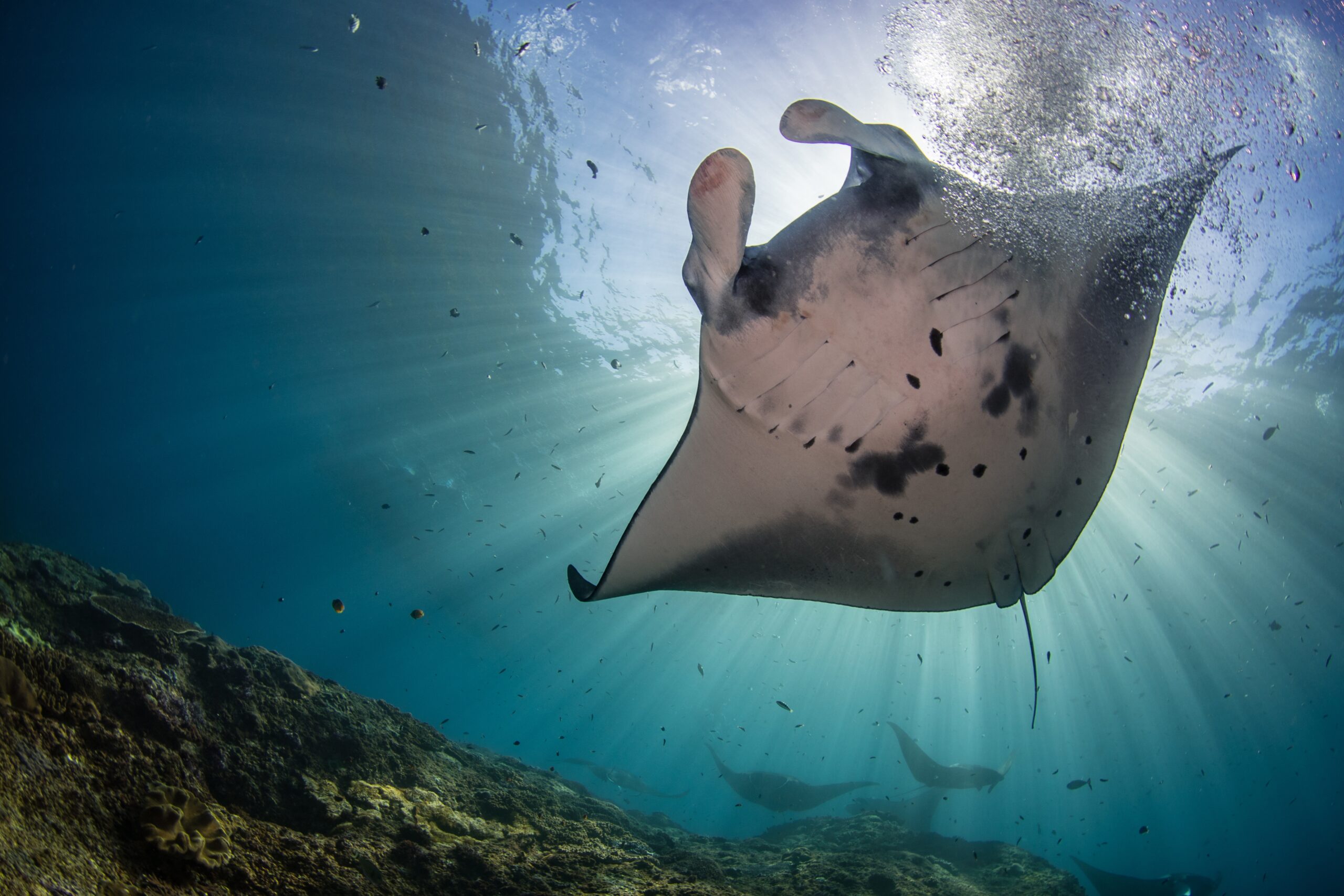 Closeup shot of a Manta Ray fish hanging out underwater in Nusa Penida, Bali