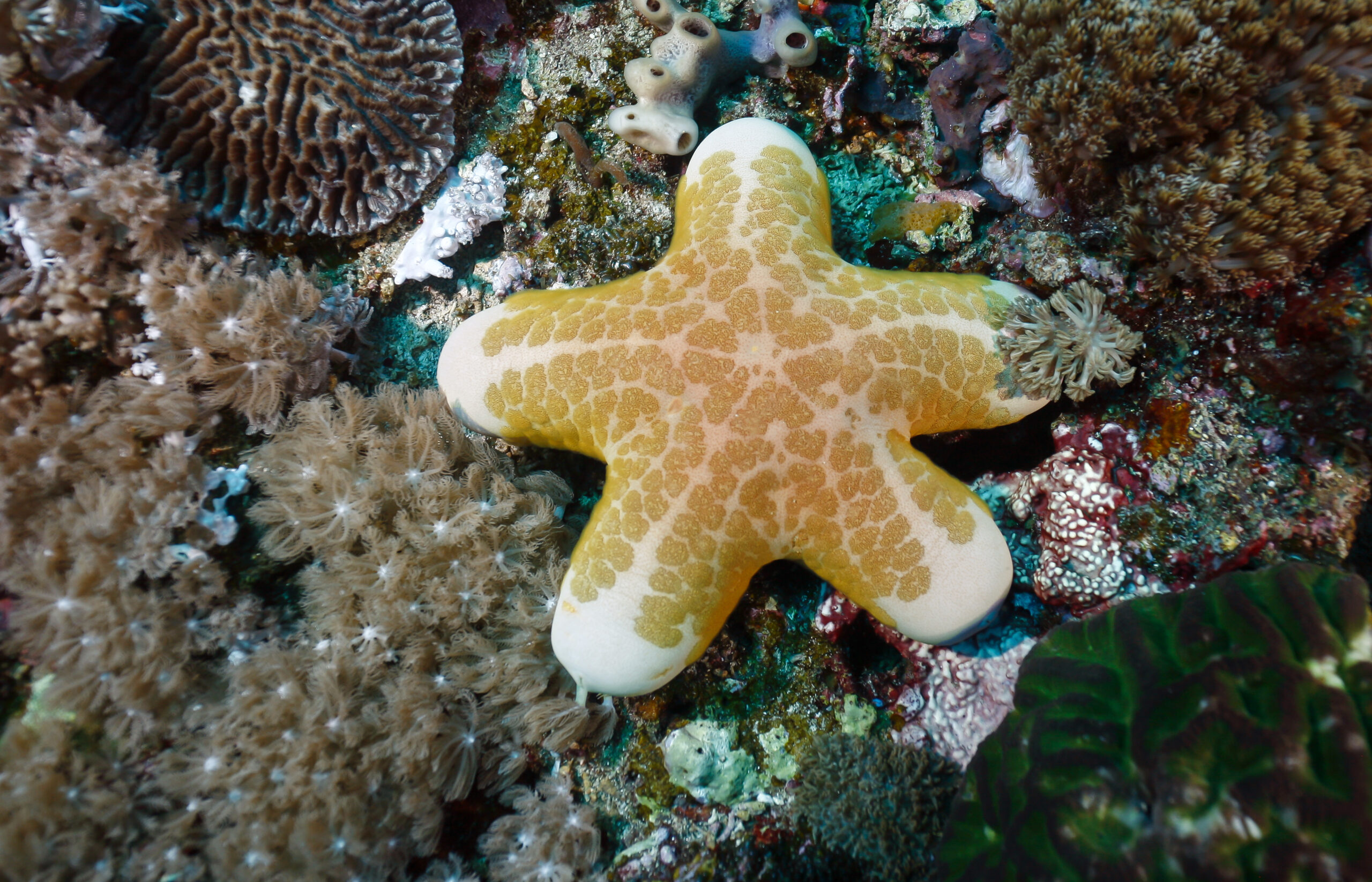 Indonesia, Bali, Nusa Lembongan, cushion seastar, Choriaster granulatus