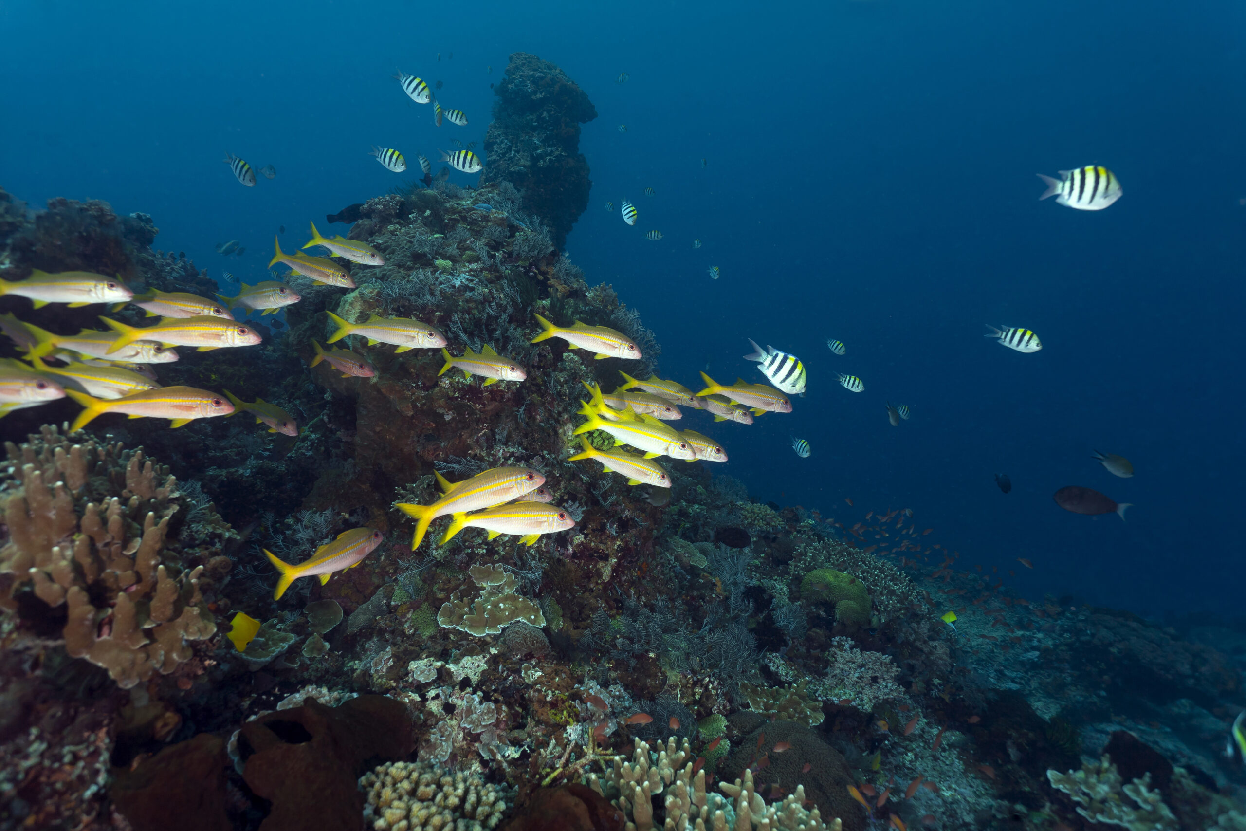 Indonesia, Bali, Nusa Lembongan, yellowtail snapper, Ocyurus chrysurus